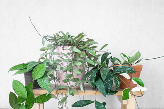 group of hoya plants on wooden shelf for home decoration