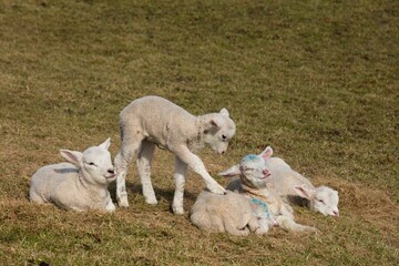 Domestic sheep, lambs, Hallig Hooge, North Frisian Island, North Frisia, Schleswig-Holstein, Germany, Europe