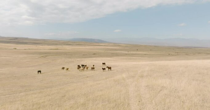 Herd of horses grazing on dry field in steppe with mountain background. Aerial drone view at autumn cludy day.
