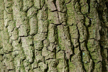 Patern of tree texture, backrgound image