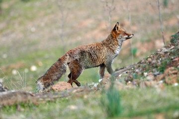 Beautiful side portrait of a red fox walking on the grass of the forest in the natural park of sierra de andujar, in andalucia, spain