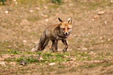 Naklejka na ściany i meble Beautiful frontal portrait of a red fox with an open mouth and a smile walking on the grass in the natural park of sierra de andujar, in andalucia, spain