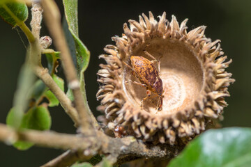 Acorn and nut weevil in an oak nut cupule, genus Curculio