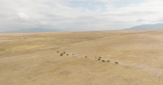 Herd of horses grazing on dry field in steppe with mountain background. Aerial drone view at autumn cludy day.