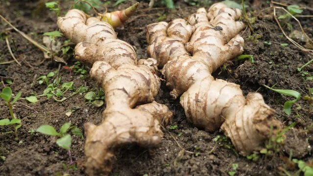 Ginger root freshly harvested from the ground, in Darjeeling, India