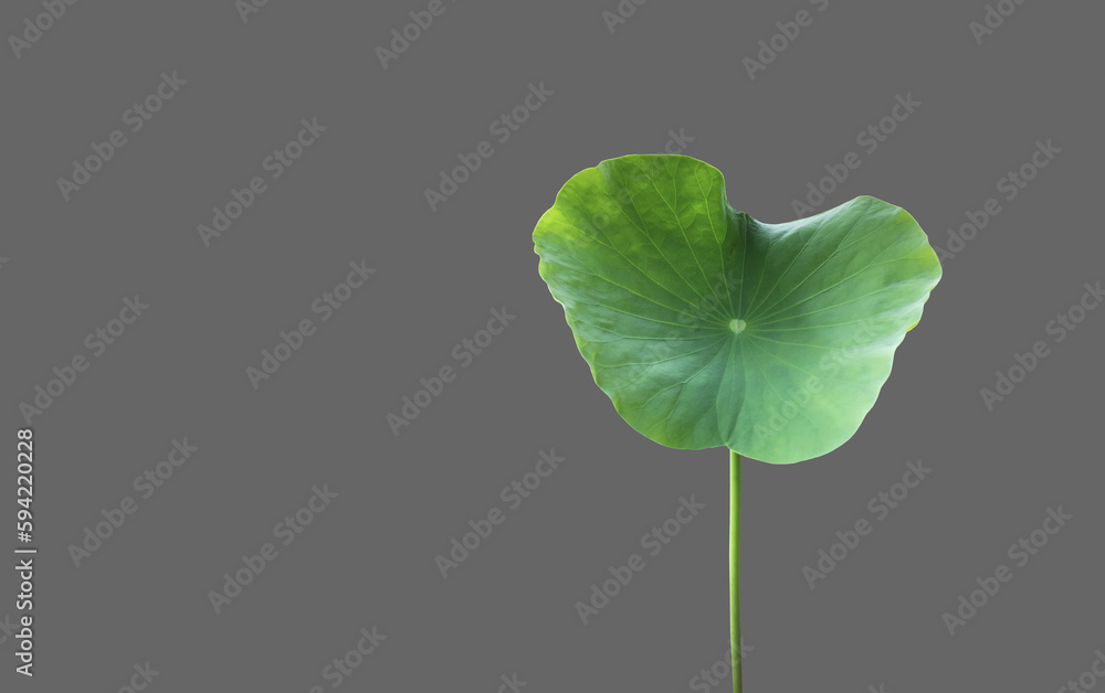 Canvas Prints isolated waterlily or lotus leaf with clipping paths.