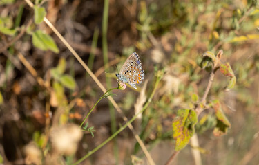 Portrait of Common blue butterfly or Polyommatus icarus on natrual background.
