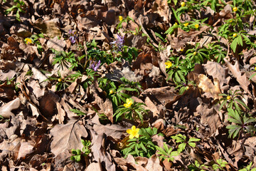 A small yellow flower is among the dry leaves on the ground  