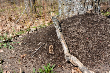 A tree branch is laying on the anthill with crawling ants, close-up