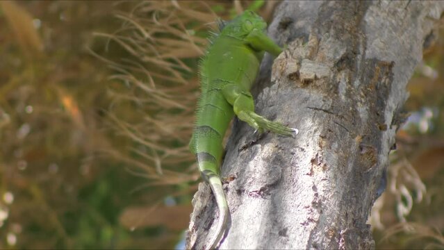Iguana uses sharp green claws to scale tree in tropical place