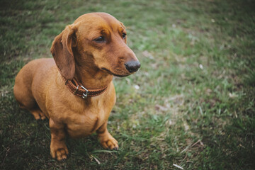 The sad smooth dachshund on the grass on a cloudy day.	