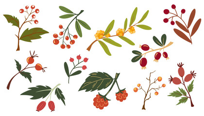 Autumn berries collection. Various wild berries, rowan, strawberry, rosehip. Botanical set. Ideal for groceries, printing, menus and restaurants. Colored flat vector illustration isolated