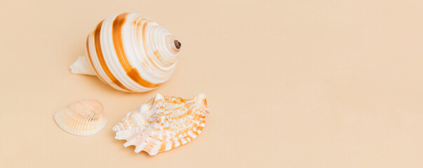 Beach seashells on colored background. Mock up with copy space