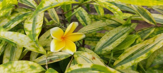 Fototapeta premium Yellow frangipani flowers or Plumeria close up on green leaf background. For spa and therapy flower, Frangipani, Plumeria, Temple Tree, Graveyard Tree