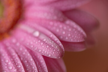 Obraz na płótnie Canvas 濡れたピンク色の花