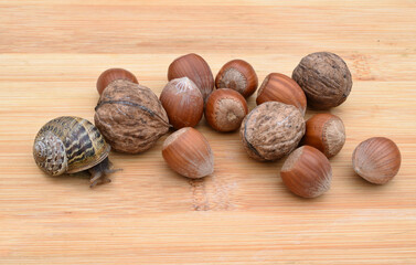 Still-life with walnuts, hazelnuts and a Burgundy snails on the wooden table