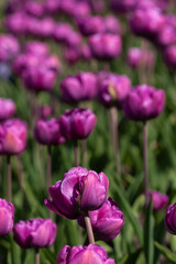 purple tulips in the garden