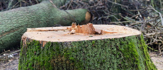 Stump of old thick ash against tree trunk and branches