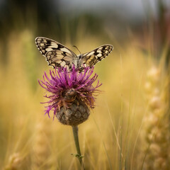 Papillon demi deuil sur chardon