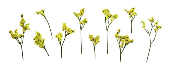Set of yellow limonium flowers isolated on white or transparent background