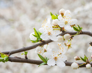 Blooming apple tree on a blurred natural background. Selective focus. High quality photo