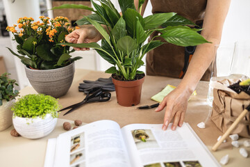 Close up of Female gardener studying gardening book at workshop transplantation houseplants. Planting of home green plants and flowers, white peace lily, spathiphyllum. Home garden, hobby blog concept