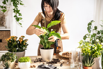 Female gardener wiping white peace lily spathiphyllum plant leaves working at workshop. Planting of...