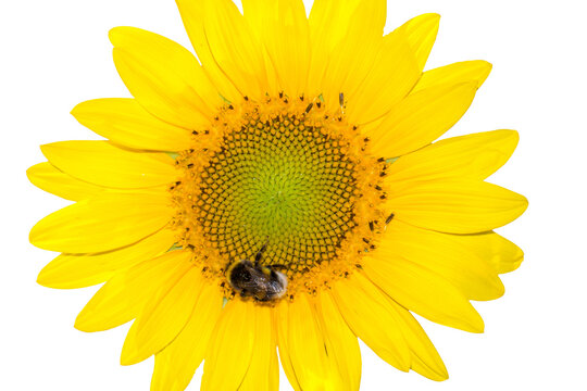 Sonnenblume mit Hummel. Isolierter Hintergrund.
Freigestelltes Bild von einer gelben Sonnenblume mit einer Hummel.
Hintergrund für Tapeten, Einladungen, Leinwandbilder, Grußkarten etc.