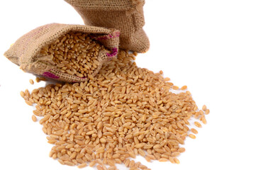 Wheat grains and spikelet on white background.