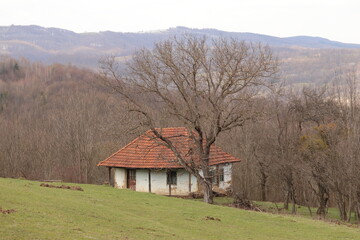 Wild greeny life