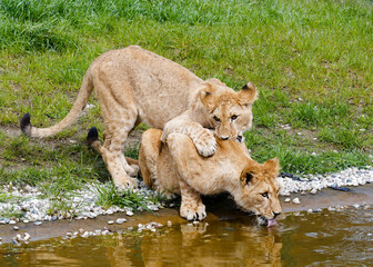Panthera leo leo, portrait in ZOO in Pilsen, Czech Republic, Europe