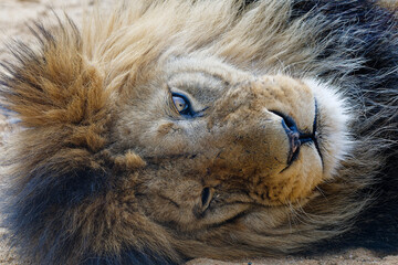 Panthera leo leo, portrait in ZOO in Pilsen, Czech Republic, Europe