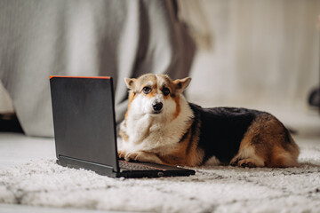 Cardigan welsh corgi wearing glasses and working on a laptop