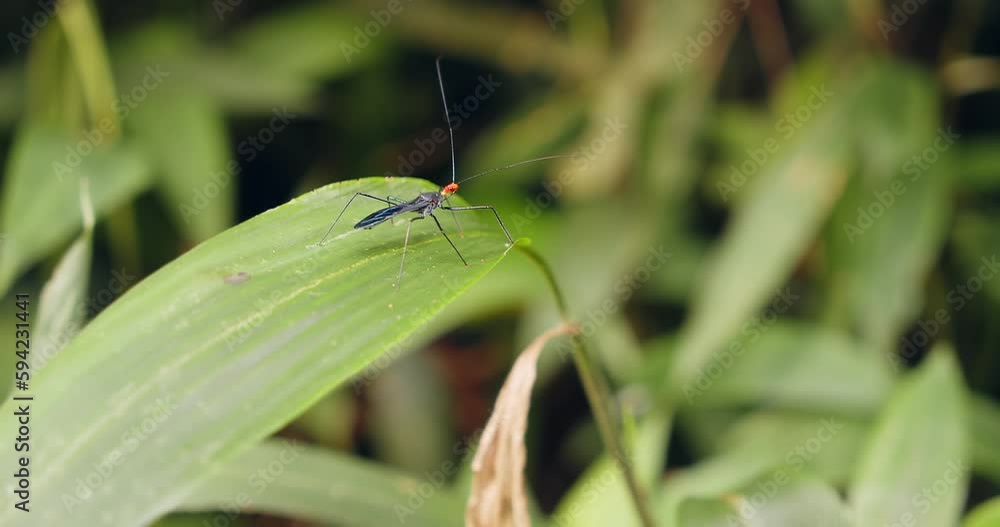 Poster beautiful images of an assassin bug on a leaf in the rainforest. close-up shot