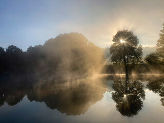 Tree by the lake in the morning mist at sunrise