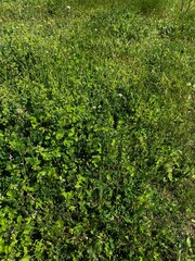 green ivy on the wall