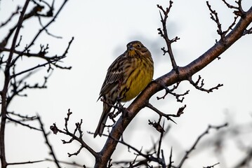 Closeup shot of a yellowhammer (Emberiza citrinella)