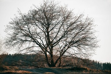 Lonely bare tree in the forest