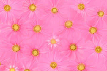 Blurred for background.Pink Collection Cosmos.