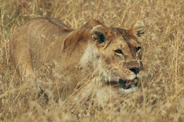 Young lioness in dry yellow grass in South Africa