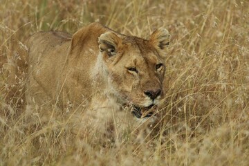 Fototapeta na wymiar Female lion laying in he dry grass