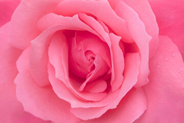Blurred for background.Beautiful.Dark pink rose in romantic background.Concept for Valentine Day.