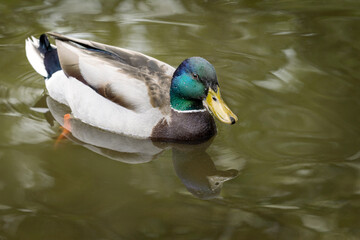 Beautiful duck with bright colored feathers in the water.