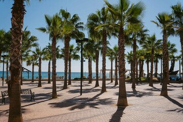 a sandy beach lined with palm trees and benches on the sand
