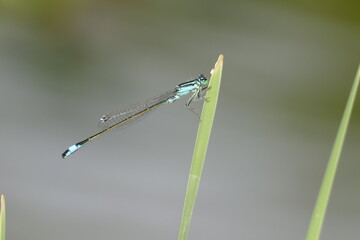 Große Pechlibelle (ischnura elegans) am Blatt einer Wasserpflanze,Makro
