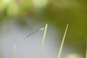 Große Pechlibelle (ischnura elegans) am Blatt einer Wasserpflanze,Makro