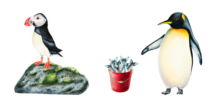 Watercolor arctic animals set isolated. Puffin bird on stone and king penguin with red bucket full of fish. For designers, decoration, postcards, wrapping paper, scrapbooking, cover and logos