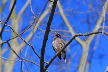  Indian myna (Acridotheres tristis) on a branch in the park