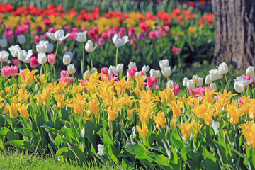 Colorful tulips in Gulhane Park in Istanbul
