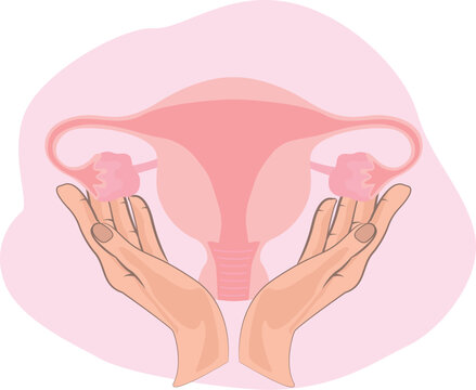 Uterus in hands with appendages vector illustration